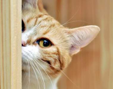 貓貓不思議現象《找不到喵星人的躲貓貓照片》看到眼睛都花了還沒找到貓在哪？