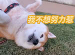 出門散步就會裝死的《柴犬なな》賴皮起來就是四腳朝天半小時... 出門散步就會裝死的《柴犬なな》賴皮起來就是四腳朝天半小時...