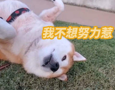 出門散步就會裝死的《柴犬なな》賴皮起來就是四腳朝天半小時...