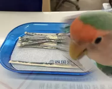 《愛咬紙的鸚鵡悲劇了》放任活動碎紙機到處亂咬 如今咬到不該咬的紙讓飼主欲哭無淚