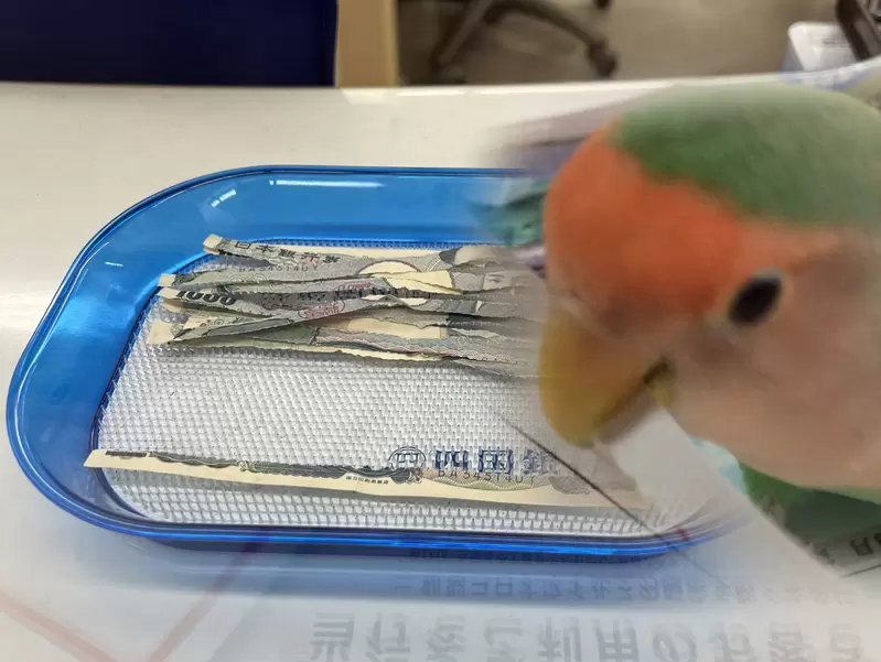 《愛咬紙的鸚鵡悲劇了》放任活動碎紙機到處亂咬 如今咬到不該咬的紙讓飼主欲哭無淚 《愛咬紙的鸚鵡悲劇了》放任活動碎紙機到處亂咬 如今咬到不該咬的紙讓飼主欲哭無淚