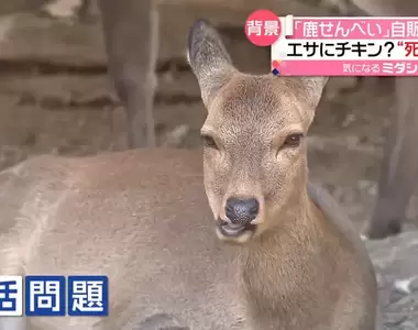 《鹿仙貝自動販賣機》日本奈良公園設置的新機器,目的是希望遊客不要亂餵東西