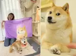 柴犬梗圖始祖《神煩狗Doge17歲生日》來自世界各地的網友獻上祝福 柴犬梗圖始祖《神煩狗Doge17歲生日》來自世界各地的網友獻上祝福