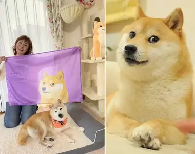 柴犬梗圖始祖《神煩狗Doge17歲生日》來自世界各地的網友獻上祝福