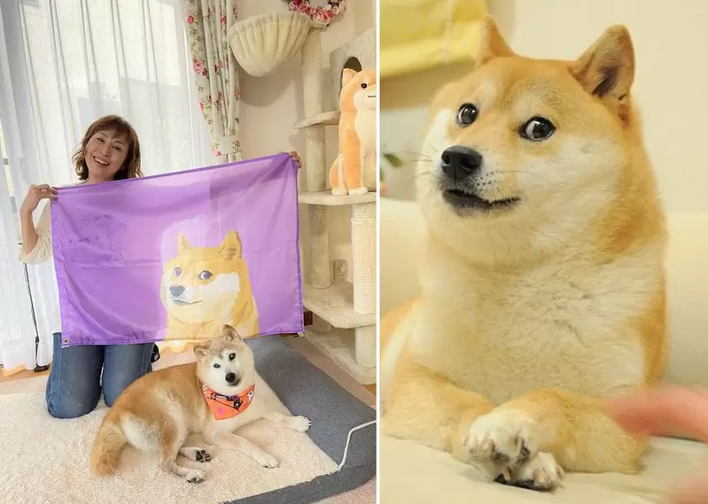 柴犬梗圖始祖《神煩狗Doge17歲生日》來自世界各地的網友獻上祝福