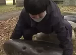 《神社破百公斤的石頭移動了》神明顯靈?靈異事件?其實是大力士在守護消失的「力石」傳統 《神社破百公斤的石頭移動了》神明顯靈?靈異事件?其實是大力士在守護消失的「力石」傳統