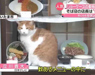 《蕎麥麵店的真.招財貓》自從有了貓貓平凡無奇的店面就變得與眾不同惹