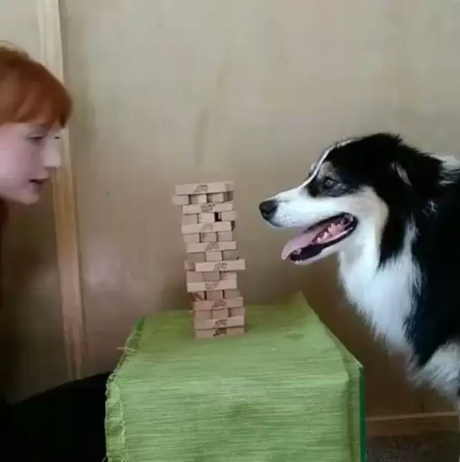 《能跟正妹一起玩層層疊的狗狗》小心翼翼抽積木害怕倒掉的定格姿態好可愛❤