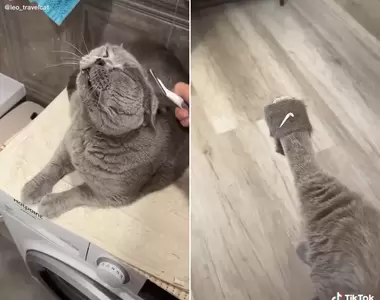 有愛飼主《用貓毛製成貓毛靴子以及拖鞋》不但模樣可愛還超級合腳❤