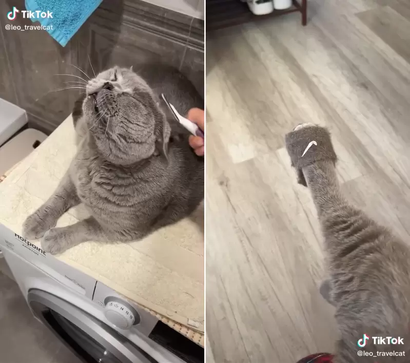 有愛飼主《用貓毛製成貓毛靴子以及拖鞋》不但模樣可愛還超級合腳❤