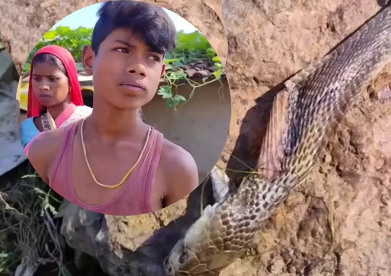 印度奇聞《咬了八歲男童的眼鏡蛇》結果男孩沒事毒蛇卻GG惹