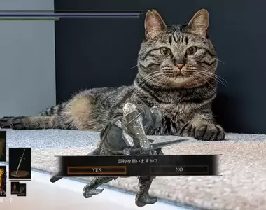 風潮再起《黑暗靈魂照相app》所有貓奴都能方便的跟貓貓立下誓約