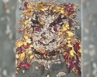 掃地的浪漫《落葉煉獄杏壽郎》有求必應的美術老師又有新作品惹
