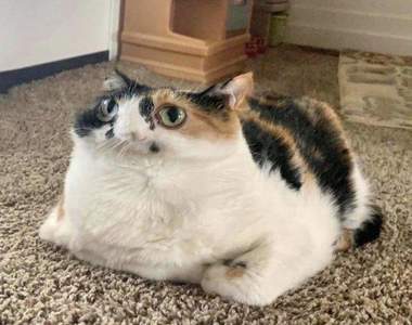 手殘按錯《用全景照相拍下的NG寵物照》結果把毛孩拍成不像地球生物的模樣惹