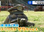 《超人氣象龜站長小空》生性溫馴大受觀光客歡迎 唯有看到「某個東西」會發飆……? 《超人氣象龜站長小空》生性溫馴大受觀光客歡迎 唯有看到「某個東西」會發飆……?