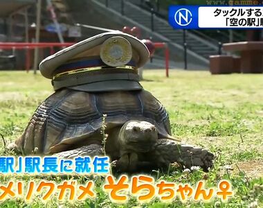 《超人氣象龜站長小空》生性溫馴大受觀光客歡迎 唯有看到「某個東西」會發飆……?