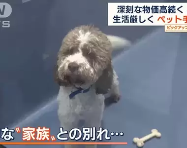 《因物價高漲引起的寵物棄養問題》一間收容所貓貓狗狗加起來甚至快要超過兩百隻!?