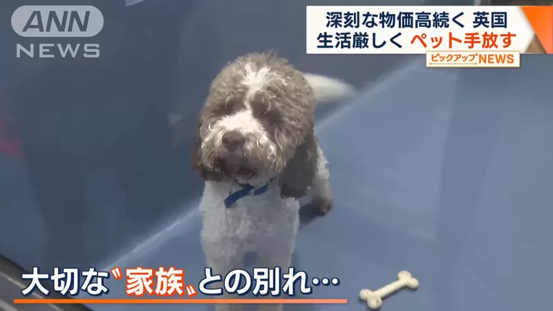 《因物價高漲引起的寵物棄養問題》一間收容所貓貓狗狗加起來甚至快要超過兩百隻！？