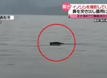 豬突猛進《日本野豬登陸作戰》海面上看到黑影還以為是海怪結果是...豬豬