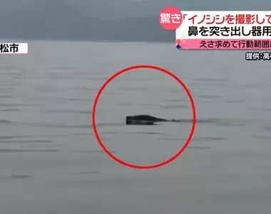 豬突猛進《日本野豬登陸作戰》海面上看到黑影還以為是海怪結果是...豬豬