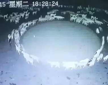 詭異畫面《農場裡的羊連續時間都在繞圈圈》這是某種我們人類未知的入教儀式嗎？