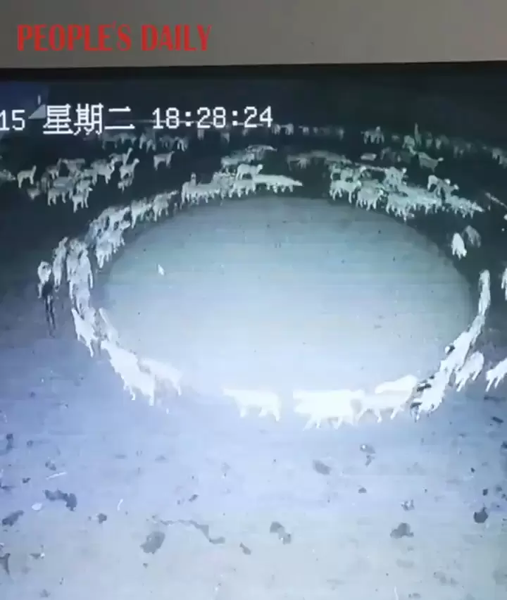 詭異畫面《農場裡的羊連續時間都在繞圈圈》這是某種我們人類未知的入教儀式嗎? 詭異畫面《農場裡的羊連續時間都在繞圈圈》這是某種我們人類未知的入教儀式嗎?