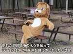 天王寺動物園舉行《因為地震獅子逃脫的捕獲訓練》明明是正式演習卻可愛到讓人有被療癒的感覺 天王寺動物園舉行《因為地震獅子逃脫的捕獲訓練》明明是正式演習卻可愛到讓人有被療癒的感覺