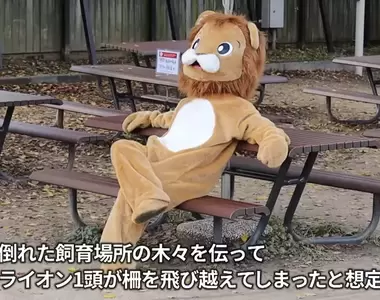天王寺動物園舉行《因為地震獅子逃脫的捕獲訓練》明明是正式演習卻可愛到讓人有被療癒的感覺
