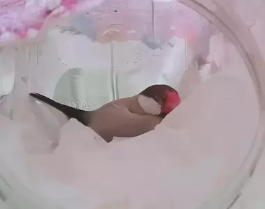 《日本養鳥人之間掀起謎樣流行》為什麼大家搶著要零食桶?買寵物浴缸送零食超划算
