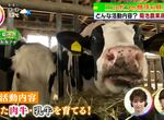 《這所學校有個「牛社」》每天的社團活動就是親近牛牛 除了擠奶洗澡還要帶牛散散步 《這所學校有個「牛社」》每天的社團活動就是親近牛牛 除了擠奶洗澡還要帶牛散散步