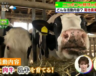 《這所學校有個「牛社」》每天的社團活動就是親近牛牛 除了擠奶洗澡還要帶牛散散步