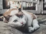 美國版《貓的報恩》結果叼回來的大禮讓主人嚇一跳惹 美國版《貓的報恩》結果叼回來的大禮讓主人嚇一跳惹
