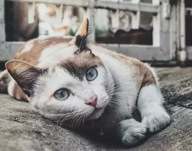 美國版《貓的報恩》結果叼回來的大禮讓主人嚇一跳惹