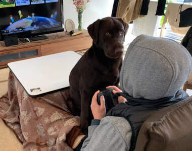 網友分享《各種刷存在感的毛孩》想一個人靜一靜，偏偏不讓你得逞的各種日常