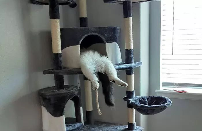 網友分享《各種貓貓酣睡萌照》當動物休息閉上眼睛的時候,那樣子絕對可愛❤ 網友分享《各種貓貓酣睡萌照》當動物休息閉上眼睛的時候,那樣子絕對可愛❤