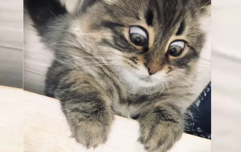 網友分享《表情多到可以出成貼圖的西伯利亞貓》因為太多浮誇表情而在網路上造成話題