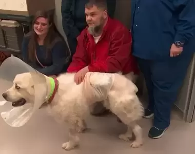 《喬治亞牧羊犬大戰郊狼》保護羊群的狗狗殺死八隻狼最後平安回家的故事