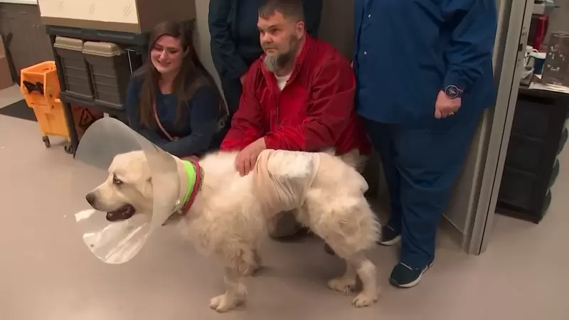 《喬治亞牧羊犬大戰郊狼》保護羊群的狗狗殺死八隻狼最後平安回家的故事 《喬治亞牧羊犬大戰郊狼》保護羊群的狗狗殺死八隻狼最後平安回家的故事