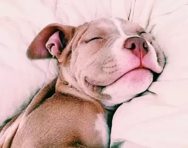 網友分享《各種動物酣睡萌照》當毛孩休息閉上眼睛的時候，那樣子絕對可愛❤