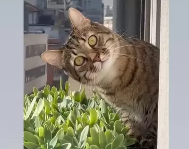 《深淵凝視貓》老覺得窗外有視線看過來，往外一看差點沒被貓嚇到(怕)