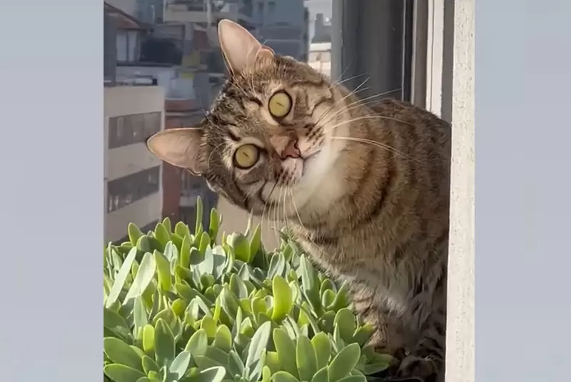 《深淵凝視貓》老覺得窗外有視線看過來，往外一看差點沒被貓嚇到(怕)