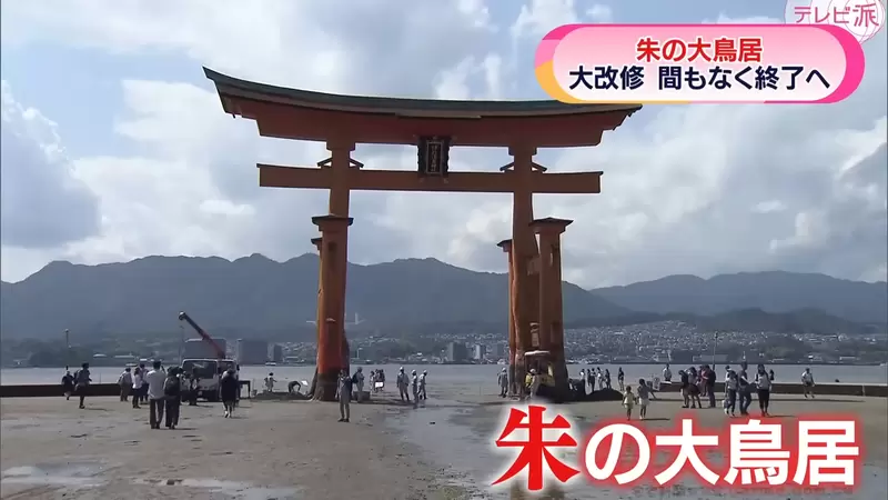 終於快要修好了《嚴島神社大鳥居》疫情期間大修３年有望在今年重見天日