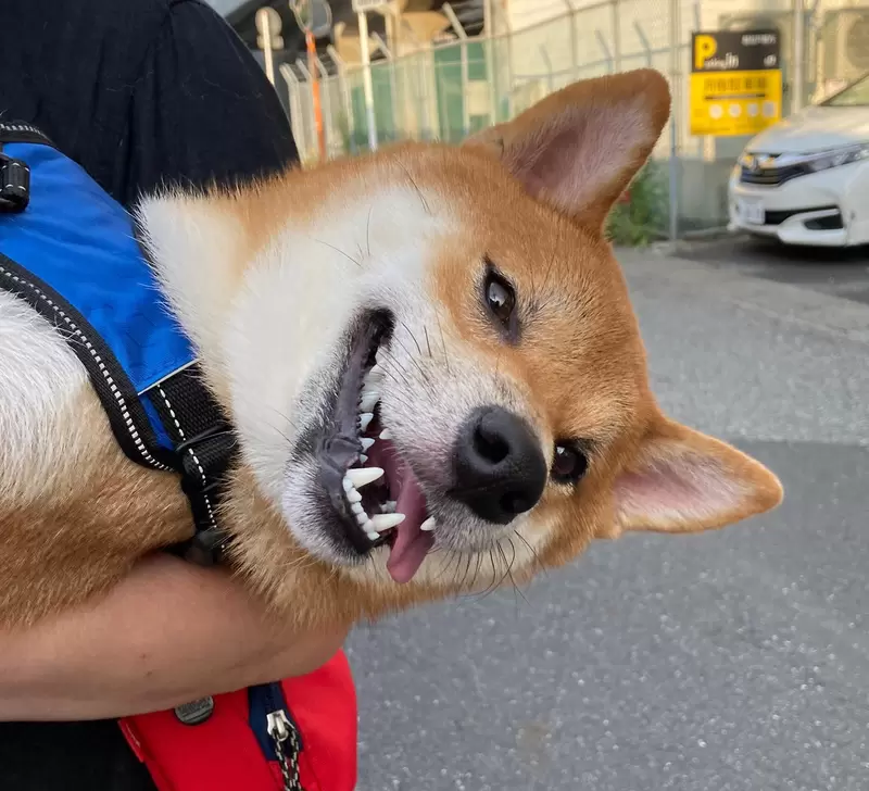 50歲以上票選《老了之後想飼養的狗狗》2022年最新調查結果第一名是... 50歲以上票選《老了之後想飼養的狗狗》2022年最新調查結果第一名是...