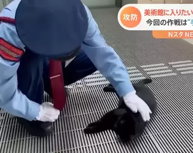 貓貓與警衛大叔的攻防戰《黑貓小健想到了咬咬新招》這是想撒嬌還是想闖入美術館呢?