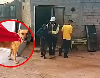 《墨西哥狗狗神救援》84歲老爺爺失蹤一週,靠著飼養的狗狗找到並成功獲救