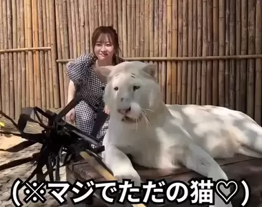 永生難忘的《清邁老虎園與白虎拍照體驗》怎麼跟想像的不一樣，這是老虎還是大貓咪！？