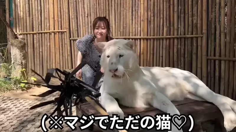 永生難忘的《清邁老虎園與白虎拍照體驗》怎麼跟想像的不一樣，這是老虎還是大貓咪！？