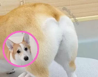 韓國寵物美容中心《神乎其技的狗狗桃尻修剪》讓網友驚呼這簡直是藝術等級的操作