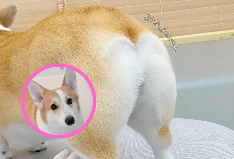 韓國寵物美容中心《神乎其技的狗狗桃尻修剪》讓網友驚呼這簡直是藝術等級的操作