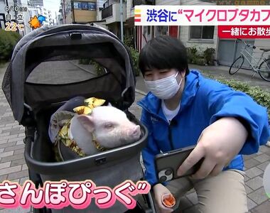 《東京新開幕迷你豬咖啡廳》在都市叢林親近可愛豬豬 帶豬上街散步成了最大的賣點